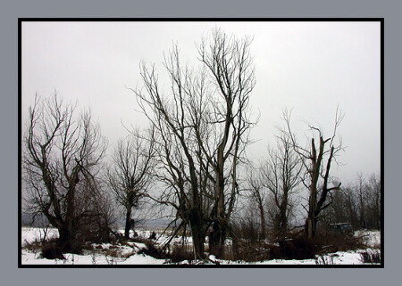 Из серии &amp;quot;ветви&amp;quot;