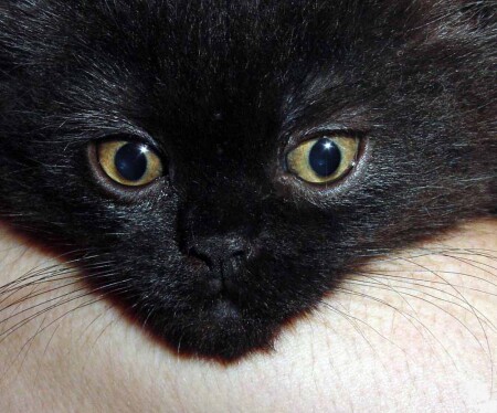 Василий мыслитель