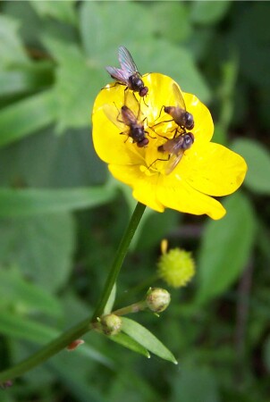 мухи на ... мёд