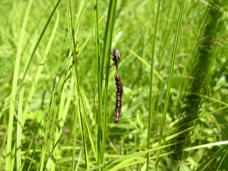 Я тебя съем!