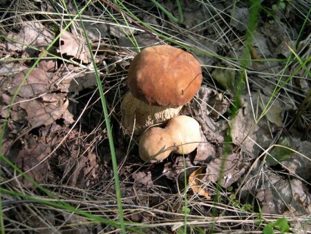 После дождичка в четверг или Виагра:)