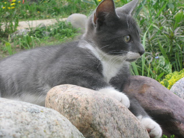 кот