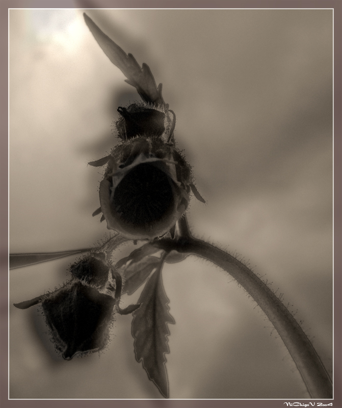 ... In My Dreams ...