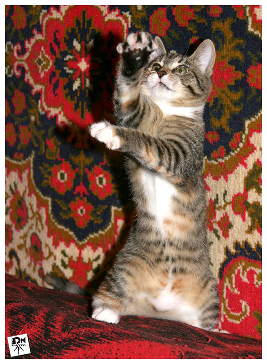 MATRIX CAT