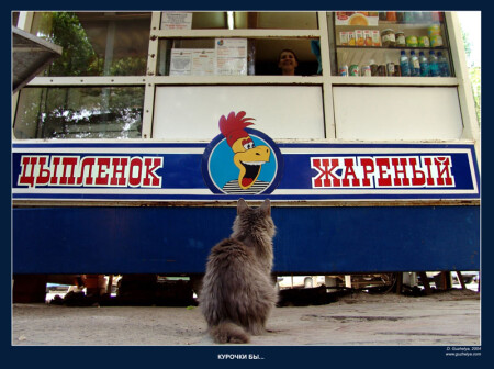Курочки бы...