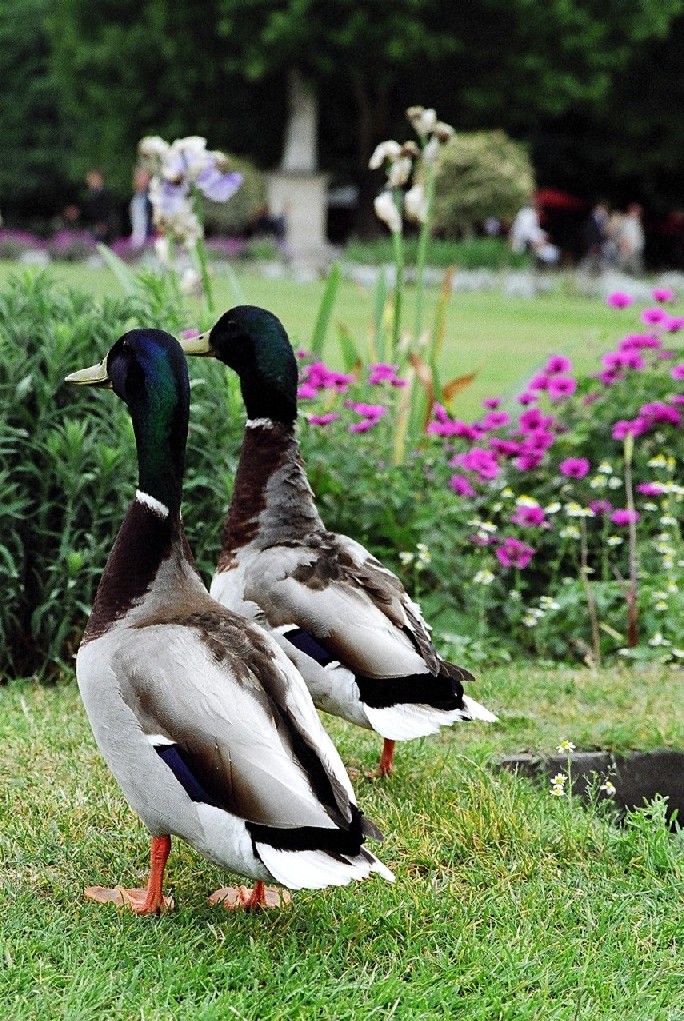 Tuileries 