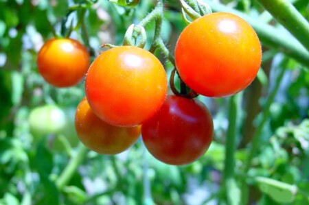 Помидорчики