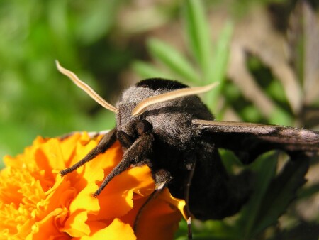 Видали какой покемон