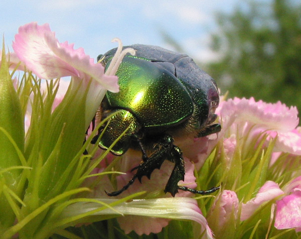 Bug on Flower