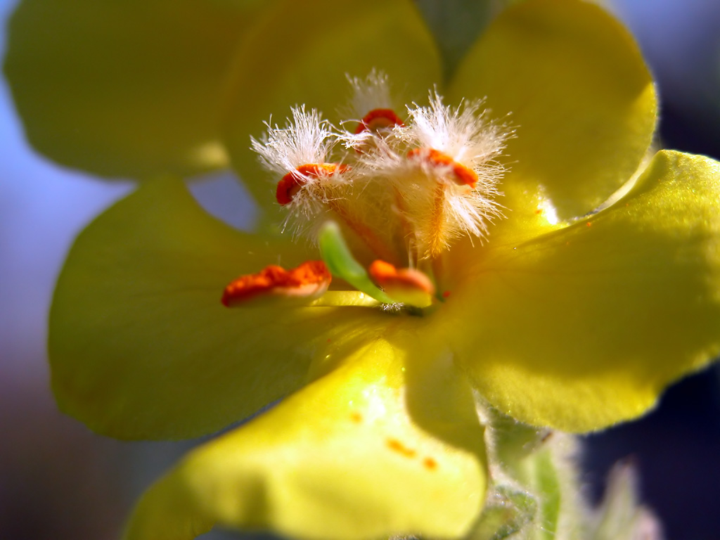 * bloom *