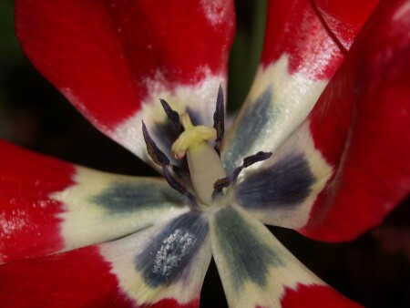 Распустился