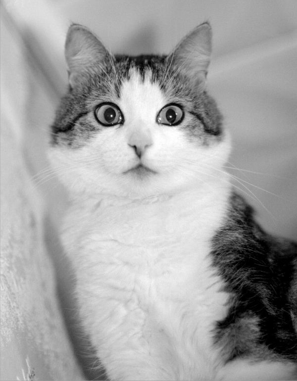 Мой кошак