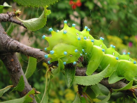 Красавица или чудовище...