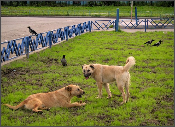 Саванна на Юго - Западе Москвы