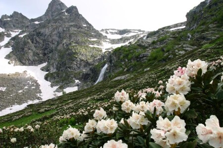 Цветы гор