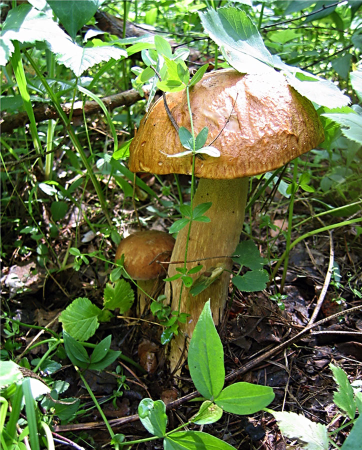 Грыбы )