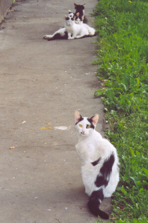 котята нашего двора