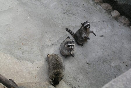 И раз.. и два.. и три...