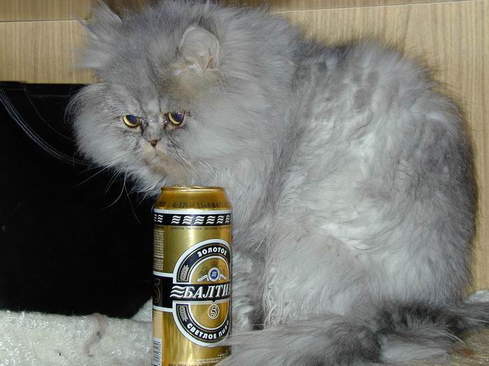 ... or not 2 beer?