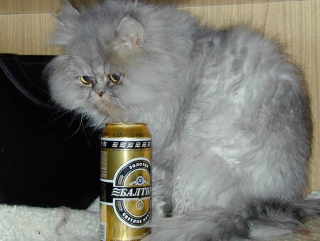 ... or not 2 beer?