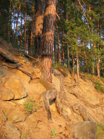 Сосны корнями месят суглинков ржаное тесто (С)