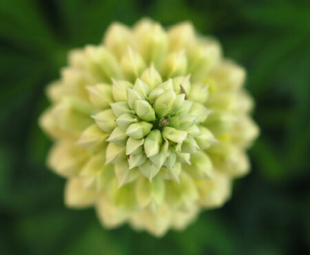 Цветок.... вид сверху....