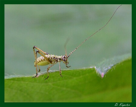 Че за зверь...? 