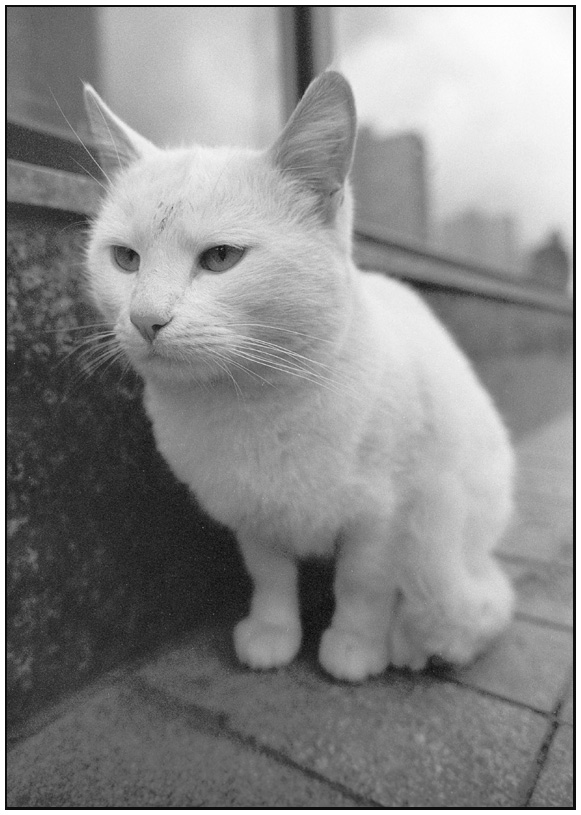 По следам Дня Кошака
