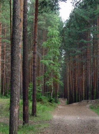 Балатовский лес, Пермь