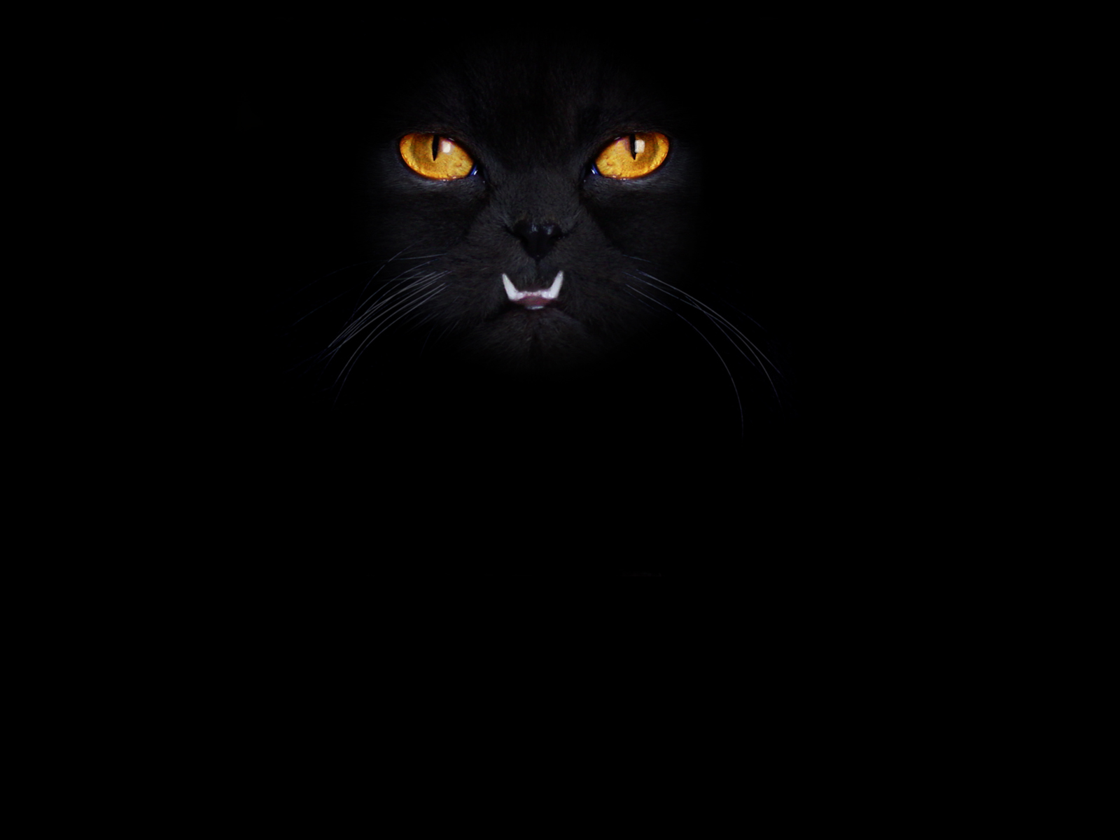 Cat in black