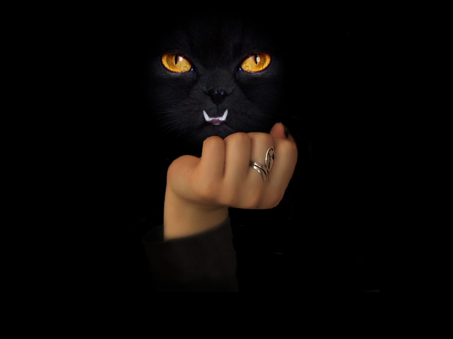 Cat &amp; Hand in Back