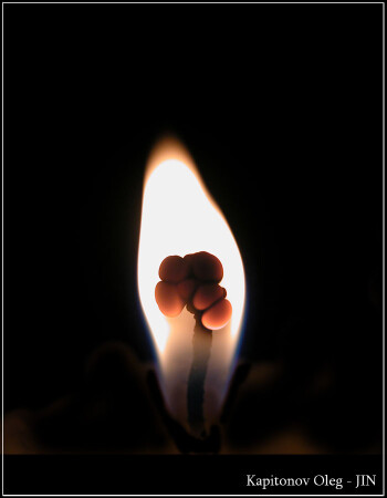 Candle