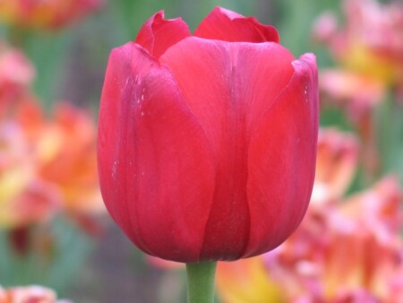 Цветок жизни