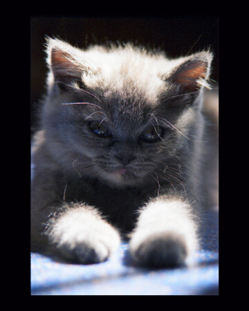 Коошка