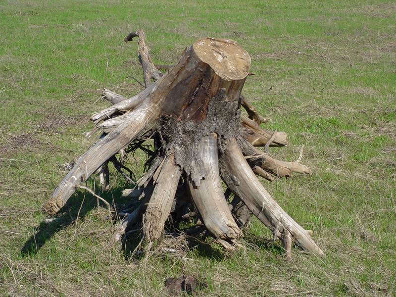 Коряга