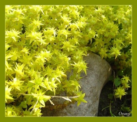 Yellow summer
