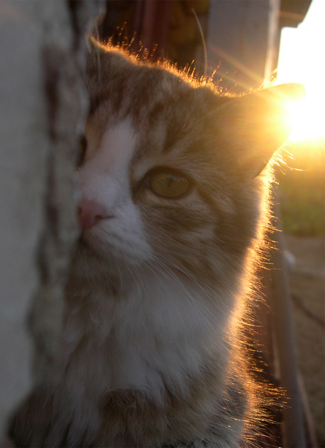 Солнечный котёнок :)
