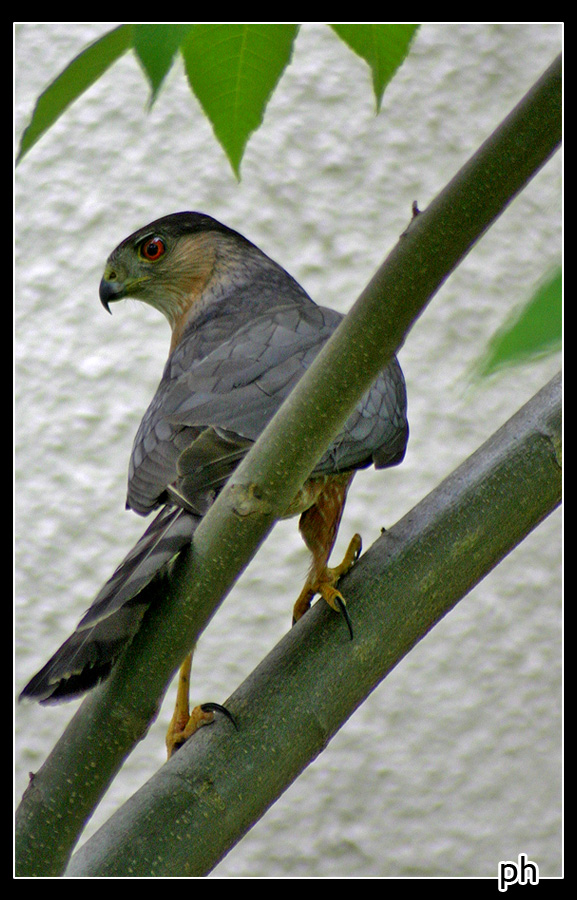cooper's hawk