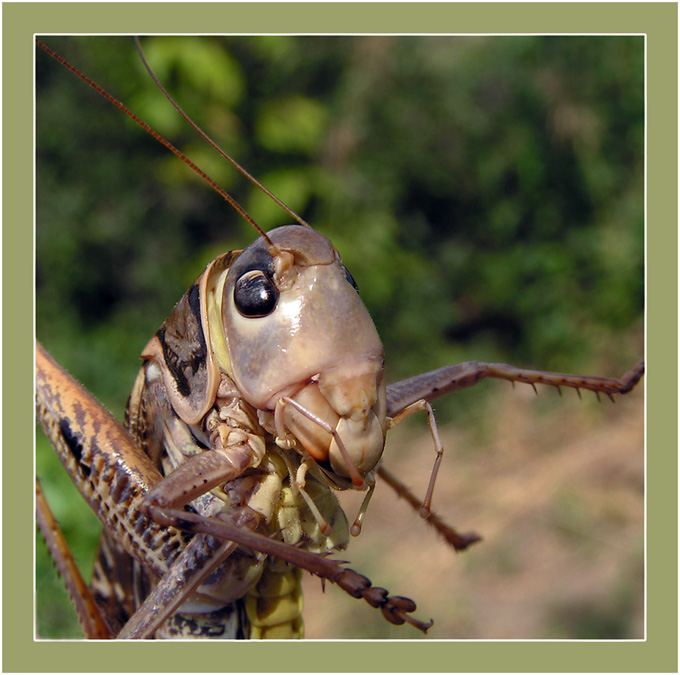 Портрет (Серый кузнечик - Decticus verrucivorus)