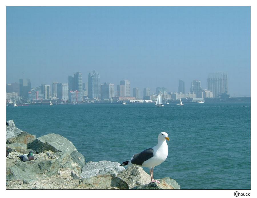 Harbor Hawk