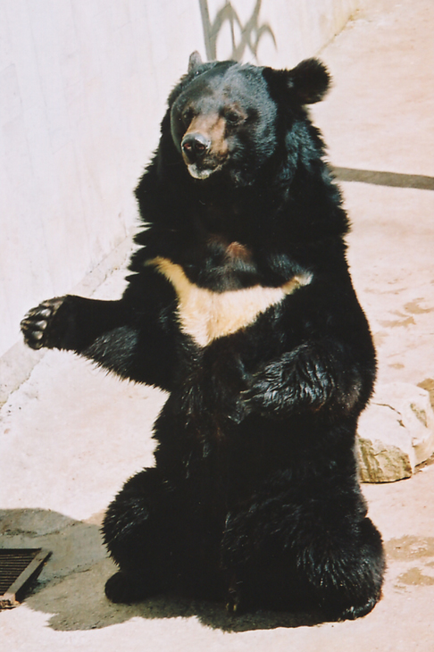 ZOO.
