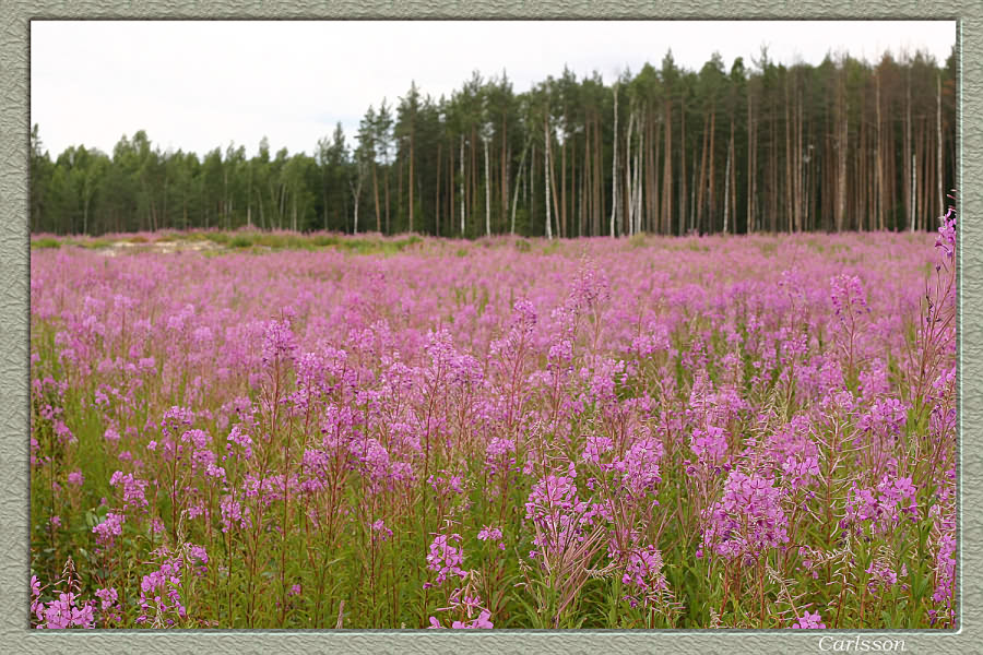 Розовая поляна
