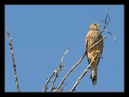 Молодой Ястреб-тетеревятник - Accipiter gentilis