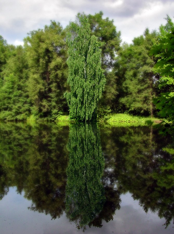 Берёзка 