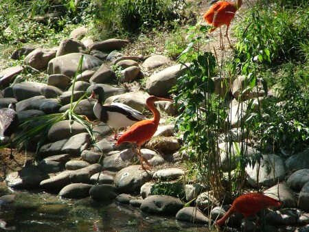 Эти удивительные создания