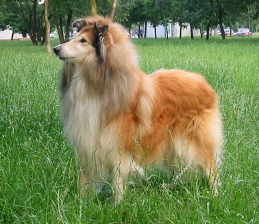 Красавец