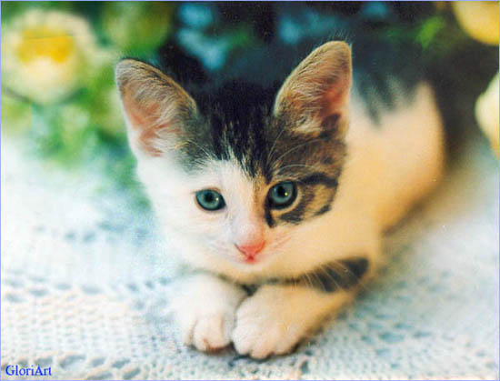котенок