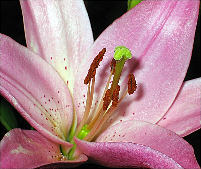 flo6