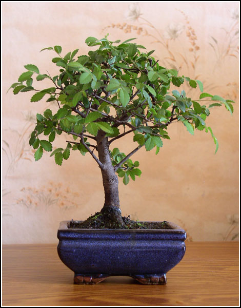 Bonsai