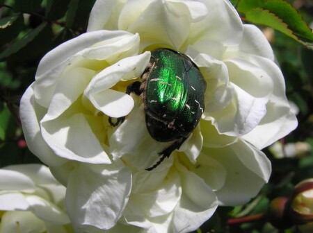 Вкусный шиповник